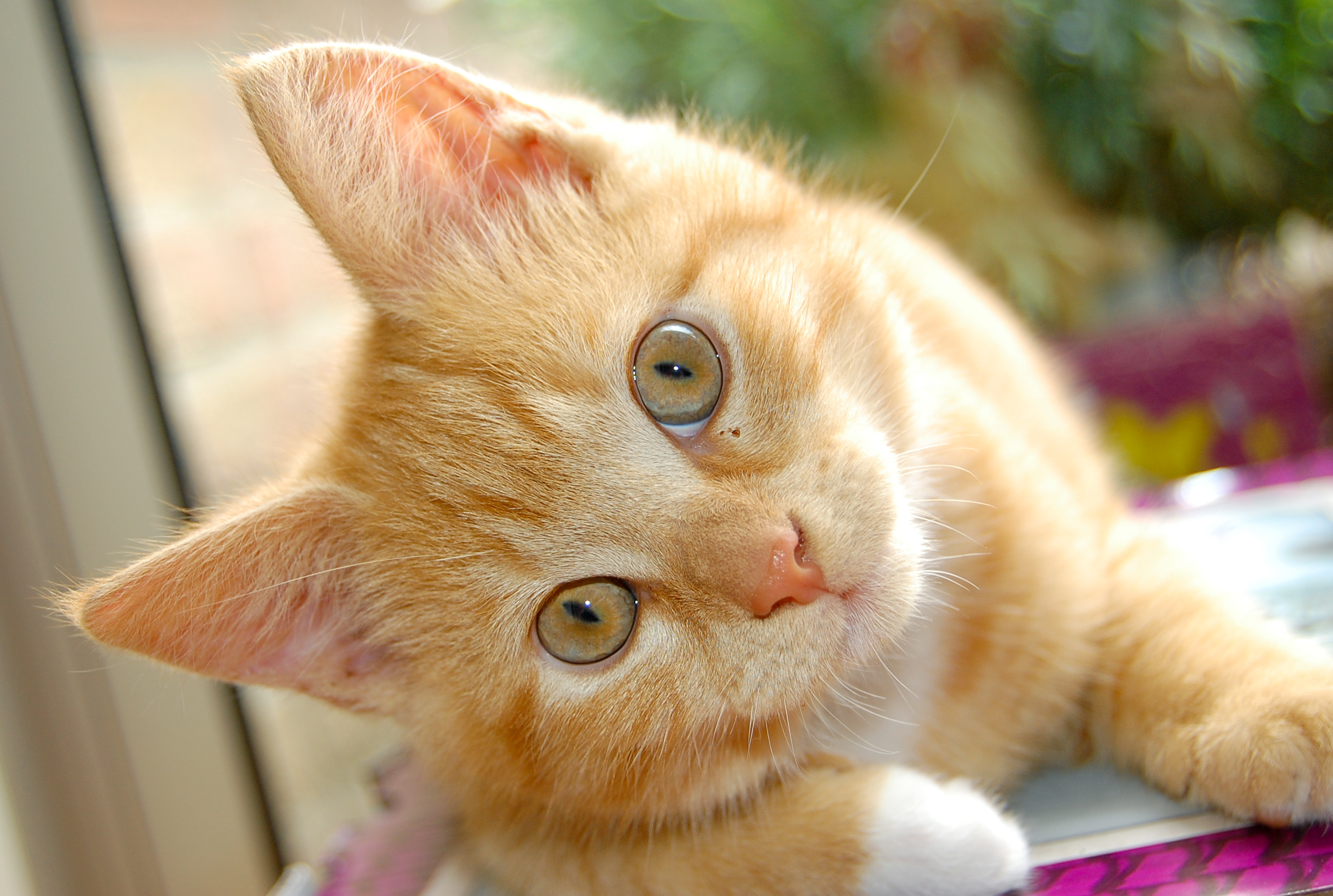 Lovely Cat