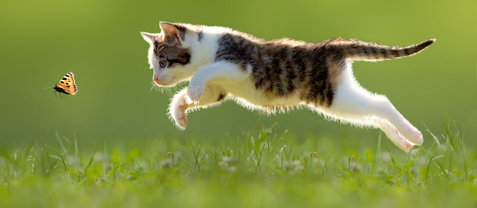 Outside Cat